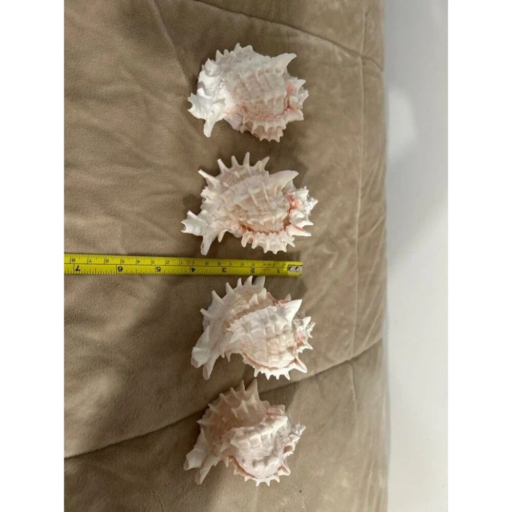 Pink Murex Conch Shells (4) - Picture 3 of 3